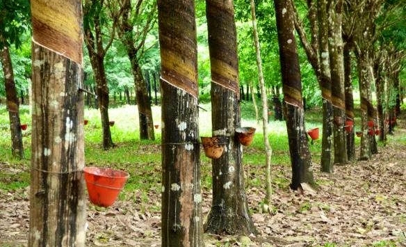 Cao su Nhật Bản giảm 3 tuần liên tục