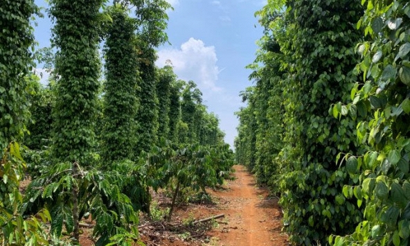 Thương lái đẩy giá tiêu thu mua cao hơn 1.000 - 2.000 đồng/kg