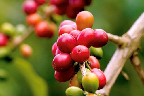 Giãn cách xã hội khiến nhu cầu cà phê hòa tan tăng, cà phê Robusta hưởng lợi?