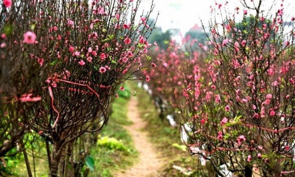 Hải Dương kêu gọi người dân, doanh nghiệp mua đào Tết giúp nông dân