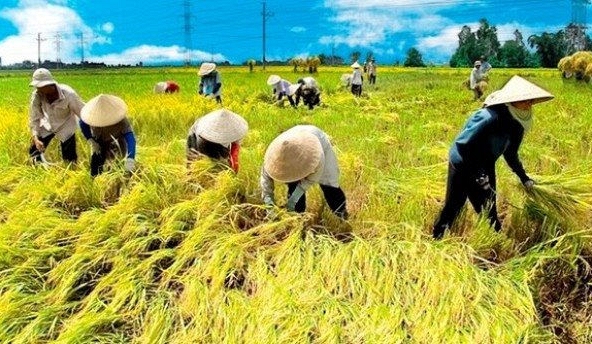 Giá gạo xuất khẩu của Ấn Độ bất ngờ tăng mạnh