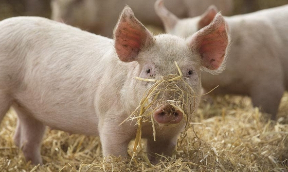 Dự báo giá heo hơi giảm trở lại vào ngày mai (5/2)