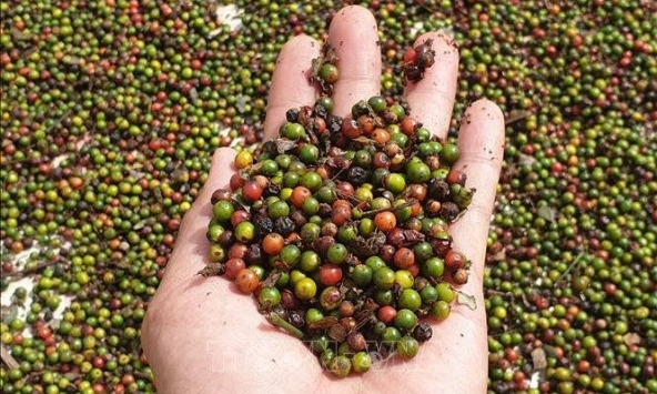 Cận Tết, giá tiêu giao dịch trầm lắng