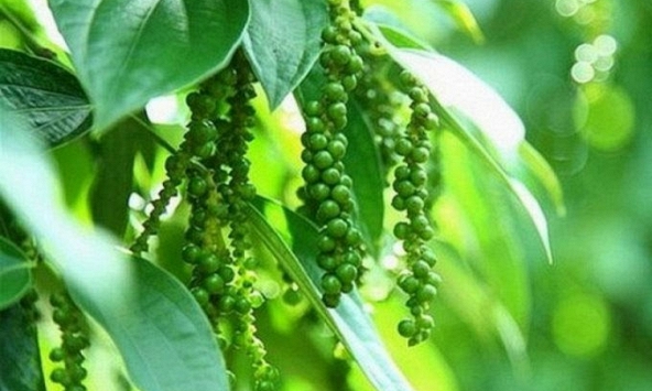 Giá tiêu bất động phiên thứ 5 liên tiếp