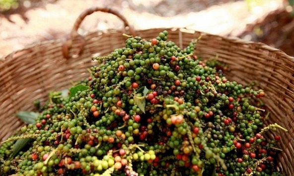 Giá tiêu 'đứng yên' cả tuần