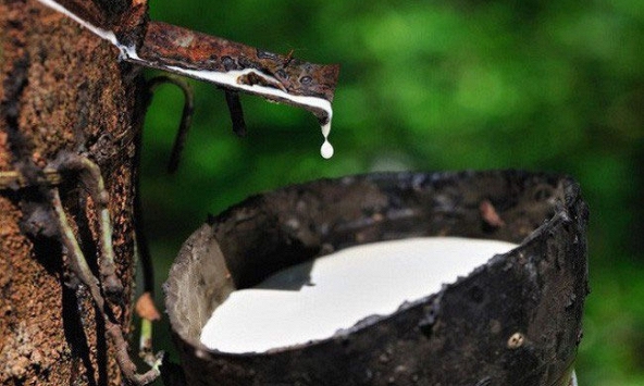 Giá cao su thế giới giữ đà tăng