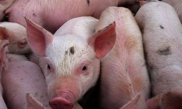 Giá heo hơi tiếp tục đà giảm vào ngày mai