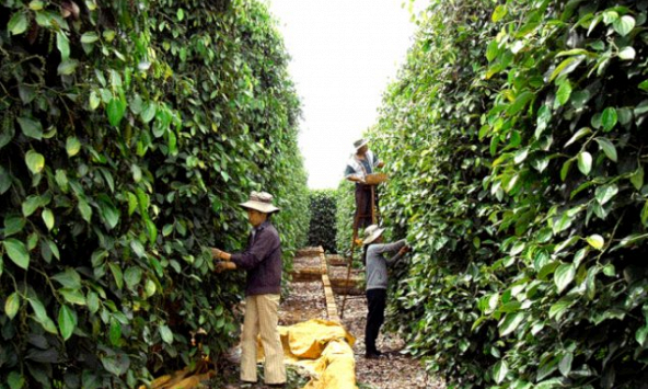 Giá tiêu trong nước và thế giới đi ngang