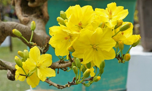 Làm thế nào giữ hoa mai tươi lâu, không rụng cánh?