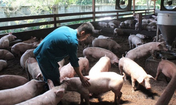 Giá heo hơi tiếp tục giảm, mức cao nhất còn 80.000 đồng/kg?
