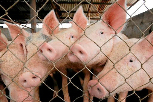 Giá heo hơi sẽ giảm vào ngày mai (24/2)?
