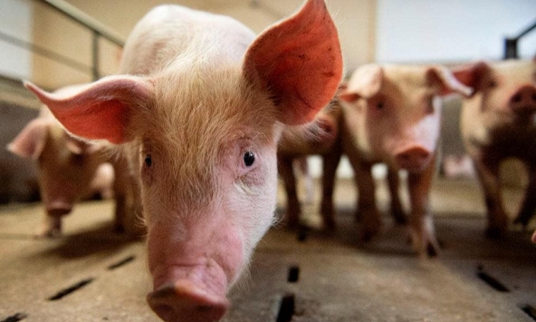 Đà giảm giá heo hơi tiếp tục kéo dài?