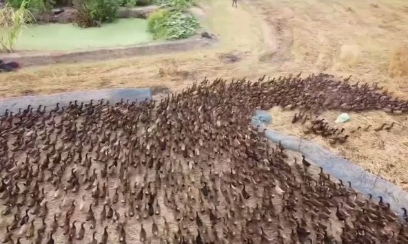 10.000 con vịt ra đồng dọn dẹp ruộng lúa ở Thái Lan