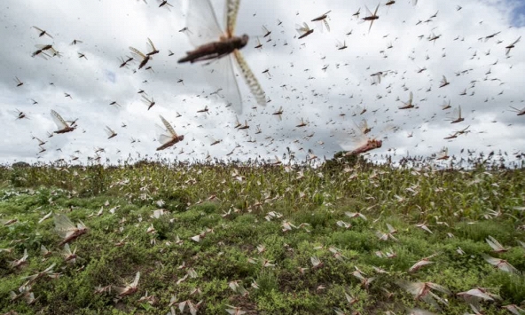 'Bão' châu chấu hàng triệu con đồng loạt 'xâm chiếm' thành phố