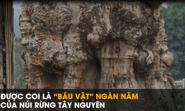 'Báu vật' ngàn năm của núi rừng Tây Nguyên.
