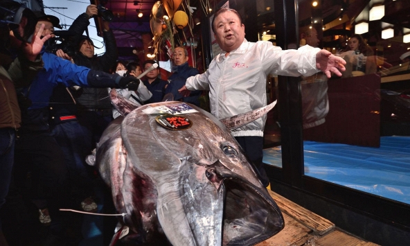 Cá ngừ 1,8 triệu USD tại phiên đấu giá năm mới ở Nhật Bản