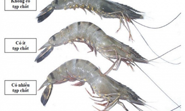 Cách nhận biết tôm bơm tạp chất