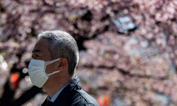 Chính phủ Nhật Bản khuyên người dân không nên đi ngắm hoa anh đào nở