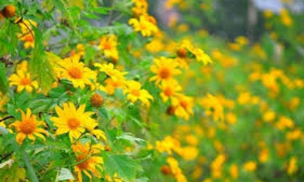 Đổ xô lên Vườn Quốc gia Ba Vì chụp hoa dã quỳ bung nở vàng rực