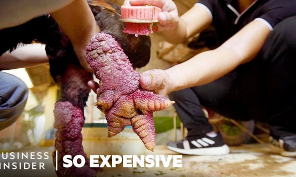 Gà Đông Tảo Việt Nam lên báo nước ngoài