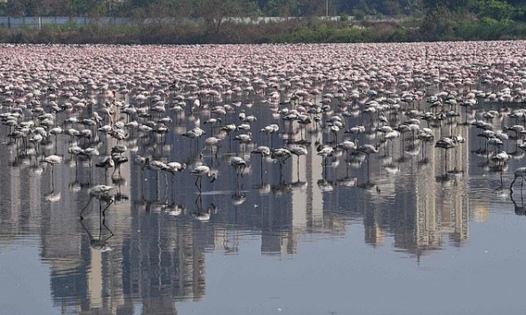 Hàng chục nghìn chim hồng hạc đổ bộ 'nhuộm' hồng Navi Mumbai, Ấn Độ