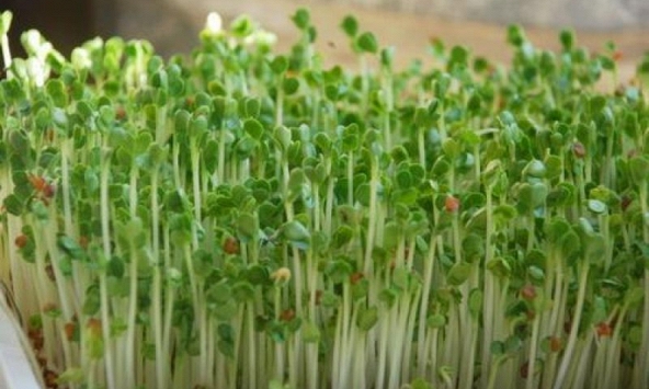 'Kinh hoàng' hạt giống trồng rau mầm tẩm hóa chất độc hại, hàng ngàn người đã mua