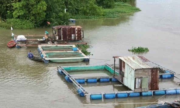 Lo bão số 5, người dân Đà Nẵng thức trắng đêm 'giải cứu' cá lồng bè