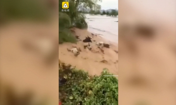 Lũ quét cuốn trôi đàn bò trăm con ở Trung Quốc