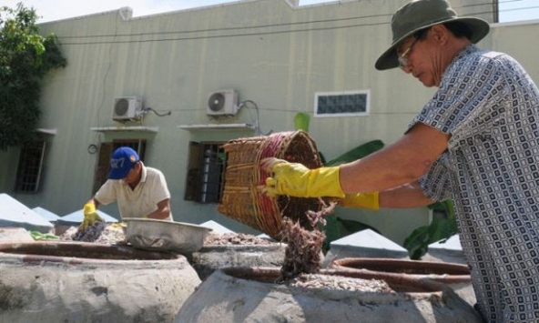 Muối cá cơm làm nước mắm ở Phan Thiết
