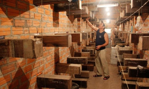 Người dân Khánh Hòa xây nhà nuôi ong dú tránh bão