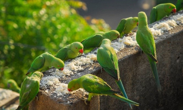 Người đàn ông Ấn Độ cứu đói hàng ngàn con vẹt do dịch COVID-19