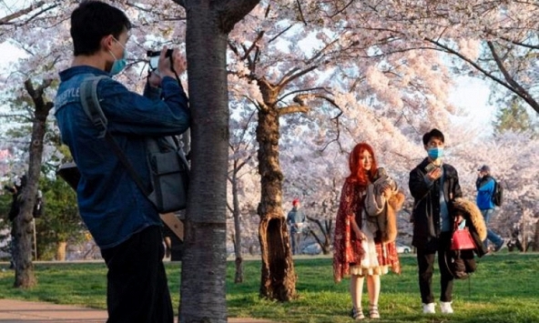 Người dân Washington tận hưởng mùa hoa anh đào giữa COVID-19