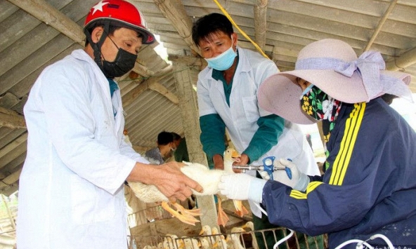 Phát hiện ổ thứ 4 H5N6 ở Nghệ An, khẩn cấp tiêm phòng hàng nghìn gia cầm