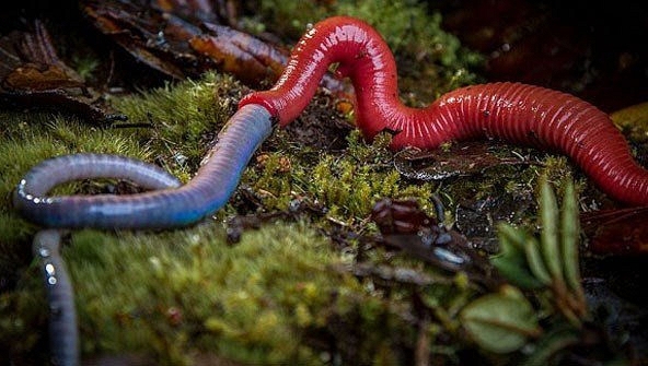 'Quái vật' đỉa đỏ Kinabalu nuốt chửng giun khổng lồ
