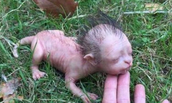 “Sinh vật” như mèo có đầu giống người ở Malaysia chỉ là đồ chơi