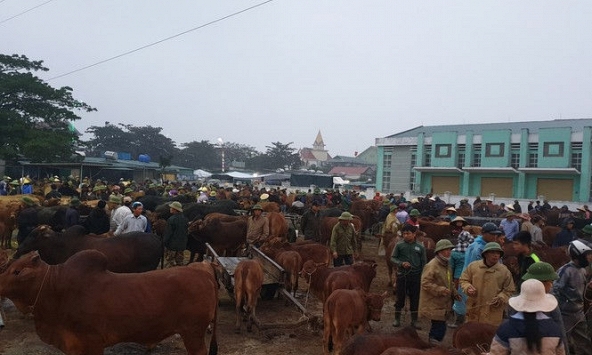 Sôi động phiên chợ trâu, bò lớn nhất Bắc Trung bộ ngày cuối năm