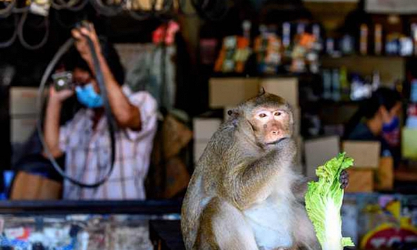 Thái Lan đang đau đầu trước vấn nạn khỉ tấn công thành phố