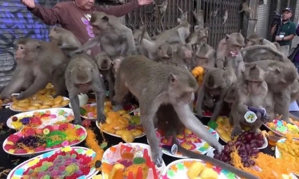 Thái Lan tổ chức bữa tiệc Buffet dành cho... Khỉ