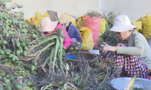 Thương lái Trung Quốc ngừng mua cau non, nông dân lỗ hàng tỉ đồng