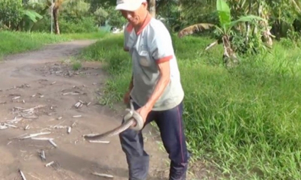 'Vua bẫy rắn' khét tiếng miền Tây