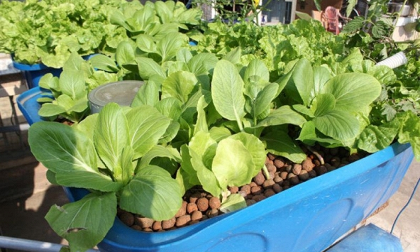 Vườn rau, ao cá trên sân thượng của người Sài Gòn