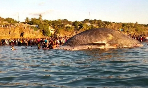 Xác cá voi xanh dài 23m dạt vào bãi biển ở Indonesia