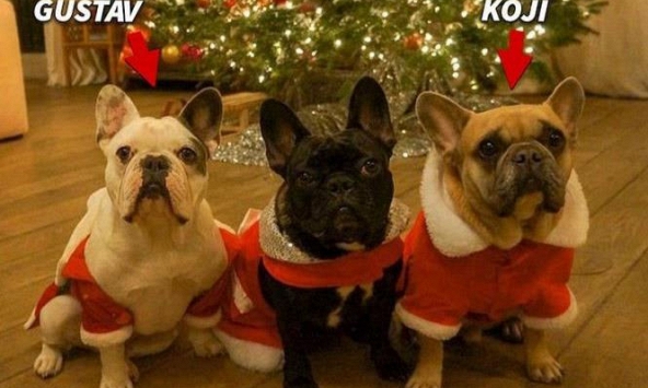 Lady Gaga treo thưởng nửa triệu USD tìm chó cưng