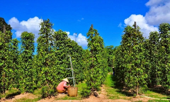 Giá tiêu tiếp đà tăng, hướng tới mốc 60.000 đồng/kg