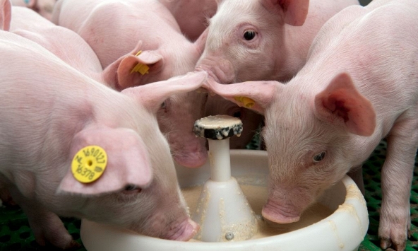 Giá heo hơi chưa dứt đà giảm, về mức thấp nhất 74.000 đồng/kg
