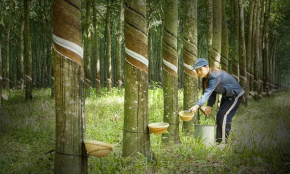 Sản xuất khôi phục giữ đà tăng cho giá cao su thế giới