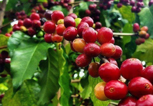 Giá cà phê Tây Nguyên giảm 100 đồng/kg, cao nhất đạt 33.000 đồng