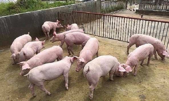 Dự báo giá heo hơi giảm nhẹ vào ngày mai
