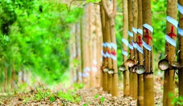 Giá cao su giảm đồng loạt do sản xuất ảm đạm