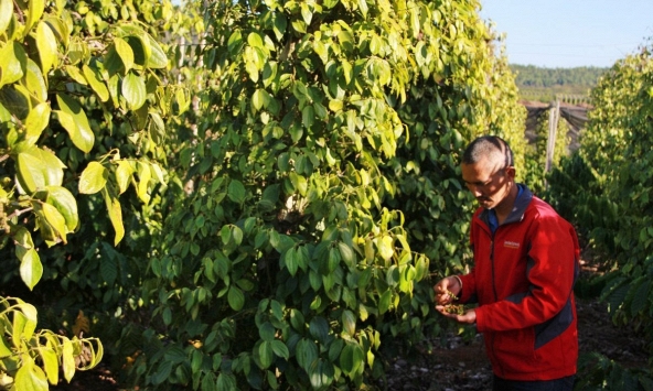 Giá tiêu tăng 'sốc', đạt 60.000 đồng/kg